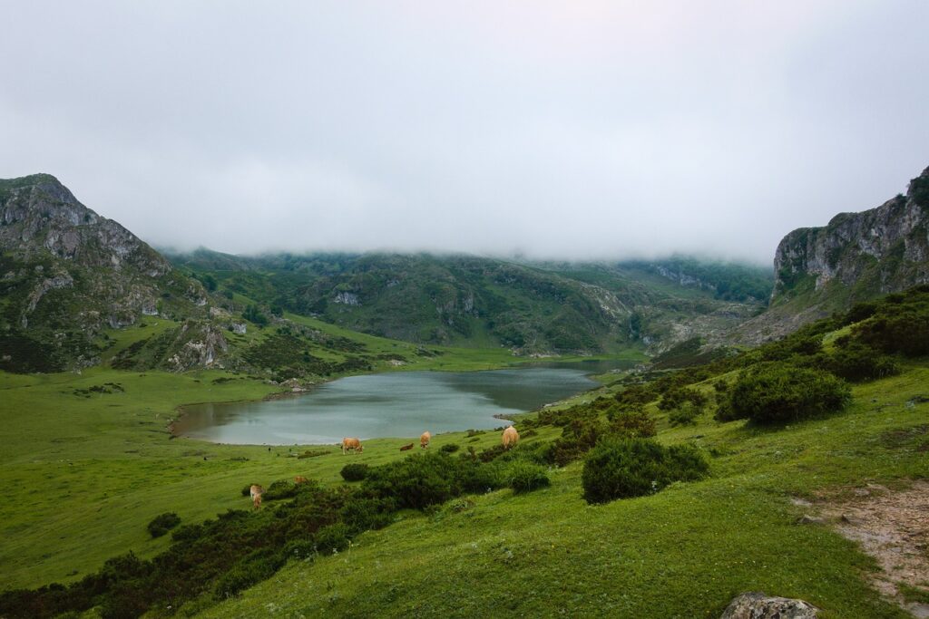 lake, cows, lagos de covadonga-7309715.jpg